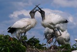 Wood storks bickering