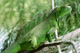 Young green iguana closeup