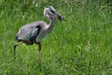 Great blue heron with a softshell turtle meal
