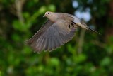 Mourning dove in flight