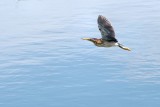 Least bittern in flight