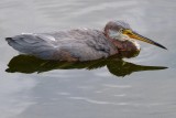 Juvenile tricolor heron cooling off