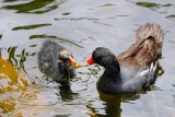 Moorhen chick being fed by mom