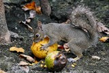 Squirrel with his own pond apple