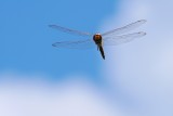 Dragonfly in flight