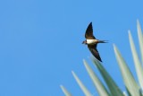 Barn swallows jetting around my backyard