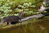 Juvie female wood duck and a softshell turtle