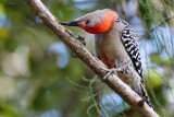 Red-bellied woodpecker getting at an angle