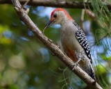 Red-bellied woodpecker using the tongue