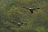 Mottled ducks flying in the rain