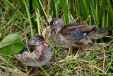 Juvenile wood duck siblings