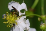 Green bee