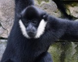 White-cheeked gibbon closeup