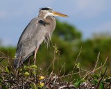 Great blue heron on a nesting spot