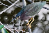 Green heron perched over the water