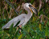 Great blue heron with a giant fish meal