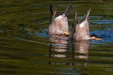 Two duck butts