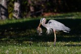 Great blue heron with a big fish