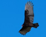 Florida vulture circling