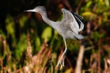 Little blue heron flying down low