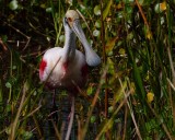 Roseate spoonbill in the reeds