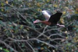 Black-bellied whistling duck flying past