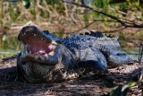 Big alligator, exhausting excess heat