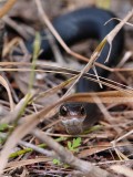 Water snake staring down the camera