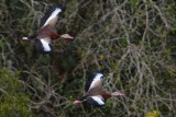 Black-bellied whistling ducks flying low