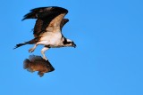 Osprey with a fish