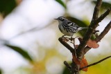 Black-and-white warbler