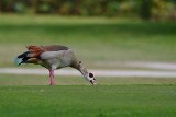 Egyptian goose on the golf course