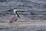 Brown pelican on a disappearing island