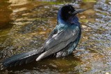 Boat tailed grackle after a bath