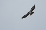 Short tailed hawk