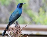 Boat-tailed grackle in the rain