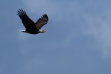 Bald eagle flying