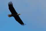 Bald eagle in flight