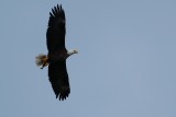 Bald eagle flying away