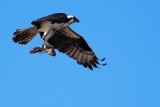 Osprey flying with a fish