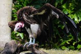 Big African lappet-faced vulture
