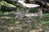 Cheetahs napping
