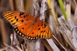 Gulf fritillary butterfly