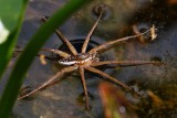 Six-spotted fishing spider on the water