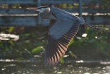 Great blue heron flying in strong backlight