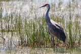 Sandhill crane in the sun reflection