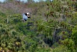 Swallow-tailed kite flying by