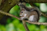 Squirrel enjoying a peanut