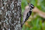 Downy woodpecker in the neighborhood