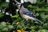 Blue jay in my hibiscus
